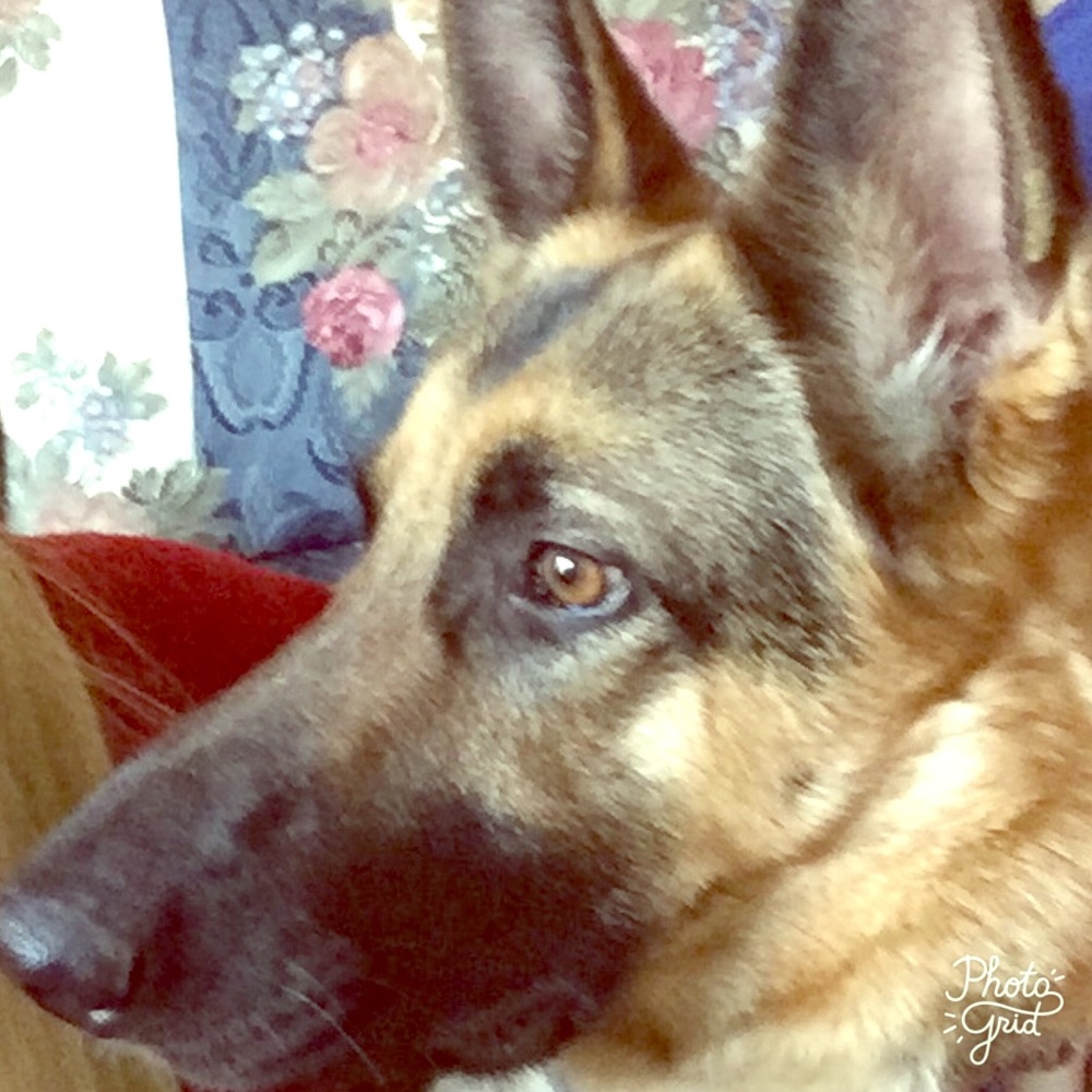 Authentic German Shepherd